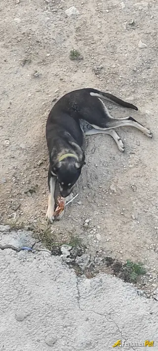 Sokak hayvanı besleme: #Fenomenpet Bag evinin Oralarda Gezerken Baktim Acikmisti Bende Dolapta Kemik vsrdi tabiki etli kemik yemesi i