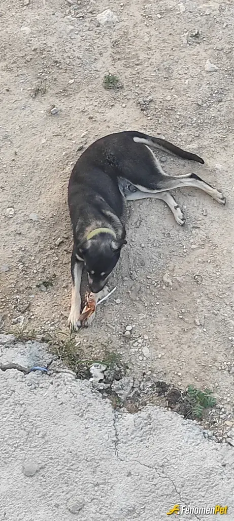 Sokak hayvanı besleme: #Fenomenpet Bag evinin Oralarda Gezerken Baktim Acikmisti Bende Dolapta Kemik vsrdi tabiki etli kemik yemesi i