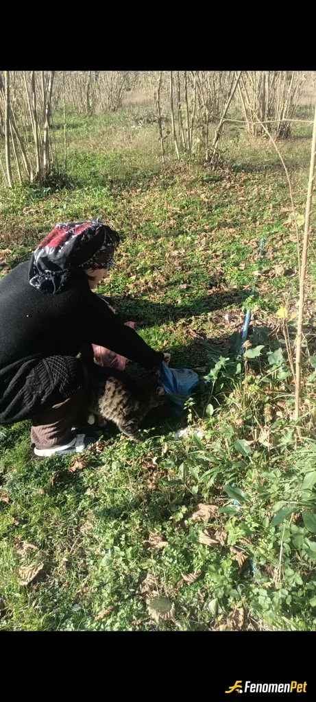Zeyno6961 sokak hayvanını besliyor