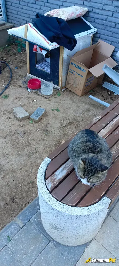 Efosum sokak hayvanını besliyor