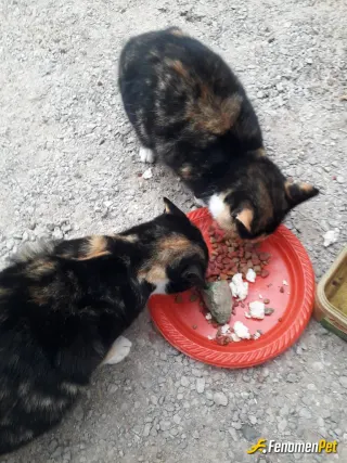 Sokak hayvanı besleme: Şekerleeer