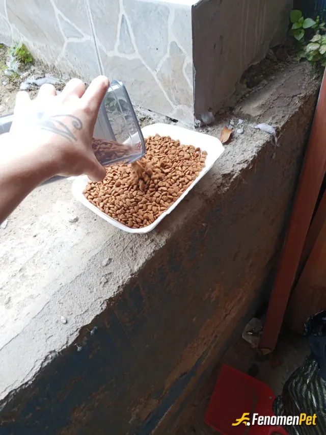 Sokak hayvanı besleme: Eskiden kedi beslerdim mahalledeki kediler de benim kedimle arkadaş olmuştu hep kapıya gelirlerdi camdan birbi