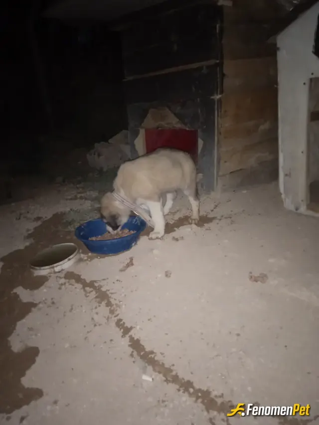 Sokak hayvanı besleme: Annesini çarparak öldüren bi mahluk bu yavruya nasıl kıydın ki geriye dönsen belkide bu yavru annesiz kalmayac