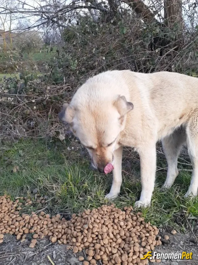 Sokak hayvanı besleme: Küçük sevimli bir dostuma ayda kiloluk mama alıp beslemeye çıkıyorum 🐶