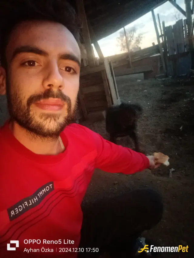 Sokak hayvanı besleme: Hayvan açtı dayanamadım çok masum hayvanlar kıyamadım ekmek ve su verdim