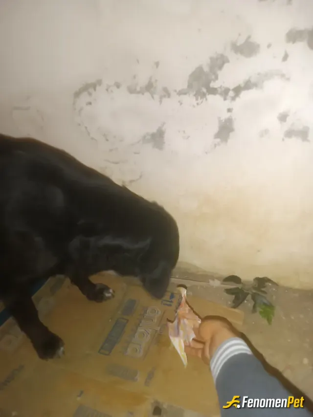 Sokak hayvanı besleme: Depremden bu yana 3 tane sokak kopegi sahiplendim.