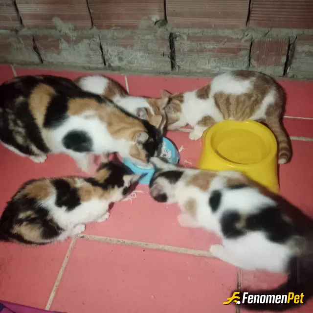 Sokak hayvanı besleme: Kendimde kedi besliyorum bahçemdeki kedilere ayrı zamanda yemek veriyorum yavruları da olduğu için kendimi çok
