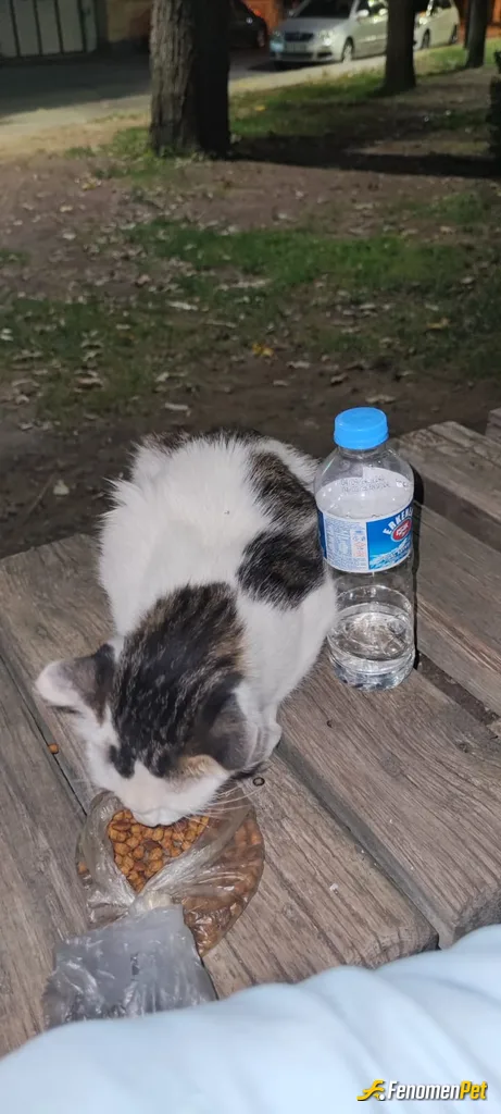 Mrsparker sokak hayvanını beslerken çektiği fotoğraf