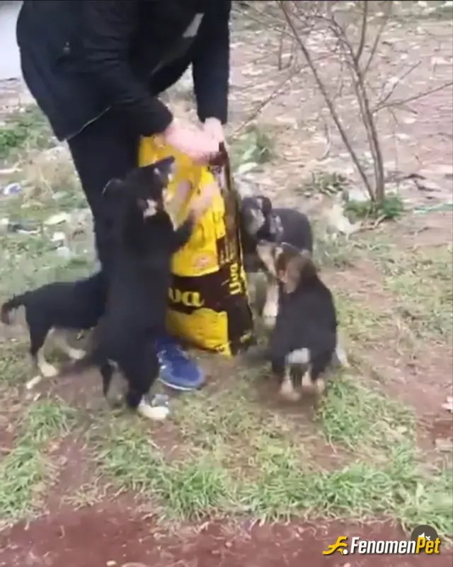 Sokak hayvanı besleme: Zorlu hava şartlarında etkilenmemeleri için yemek ve su kapıya koyuyorum ve sevgimden mahrum bırakmıyorum 😍