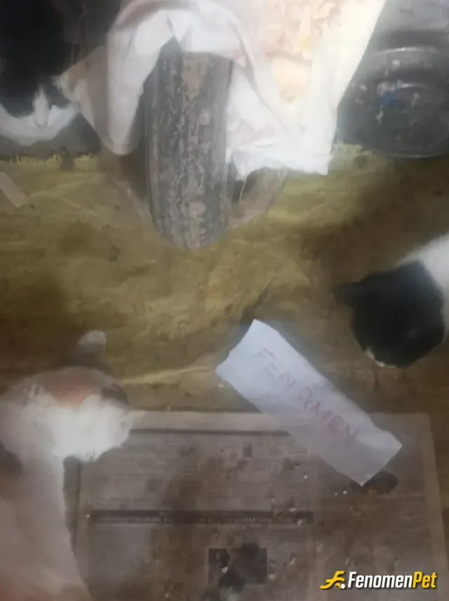 PaLaaa2323 sokak hayvanını besliyor