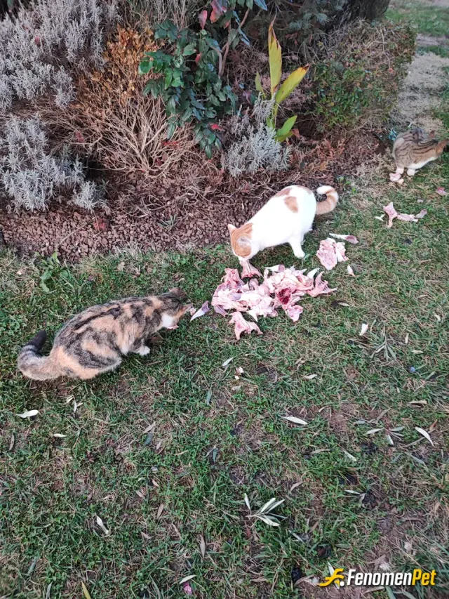 Sokak hayvanı besleme: Parkımız da rutin olarak kedi dostlarımızın yemeklerini veriyoruz