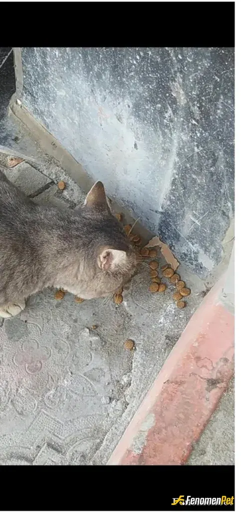 Sokak hayvanı besleme: Yardım ettim ♥️