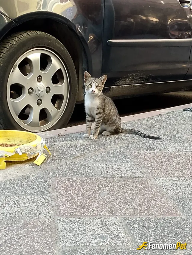 Uslujoker sokak hayvanını besliyor