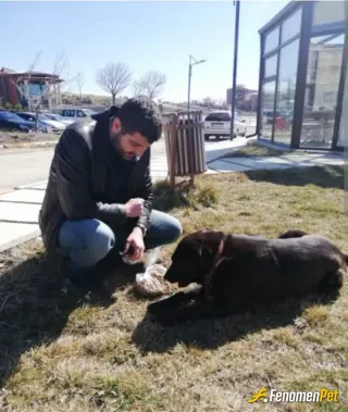 Sokak hayvanı besleme: İnsanlık öldü evet hayvanlar yaşasın...