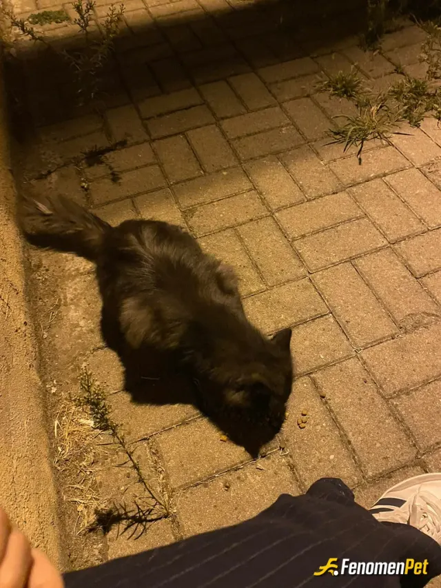 Sokak hayvanı besleme: Evin altında inşaat alanında yaşıyor bu kedi ben ve kız arkadaşım hep mama veiririz.