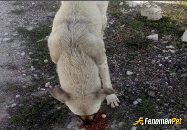 Sokak hayvanı besleme: sevgi aşk yemek