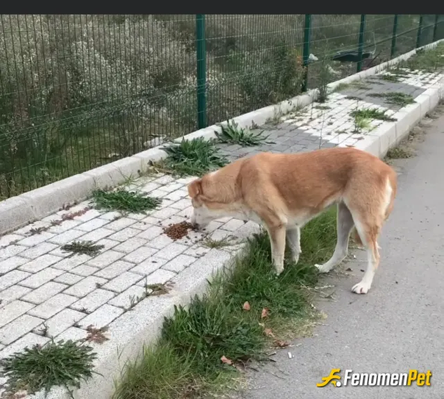 Dedeee27 sokak hayvanını besliyor