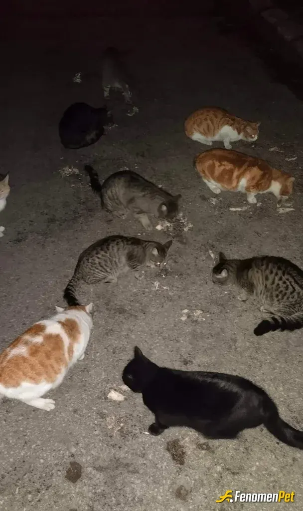 Xemrah012110 sokak hayvanını besliyor