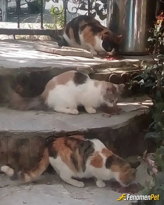 Neutralizer sokak hayvanını besliyor