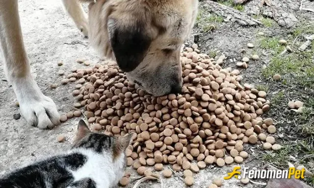 Sokak hayvanı besleme: Hayvanlarda dünyanın sahibidir. Yok sayamayız. 

#Fenomenpet