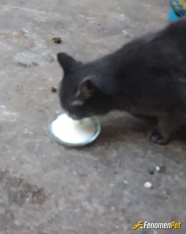 Sokak hayvanı besleme: Eve doğru giderken d
Kedi miyavlayarak yanıma geldi aç olduğunu anladım bakkaldan süt aldım verdim bukadar