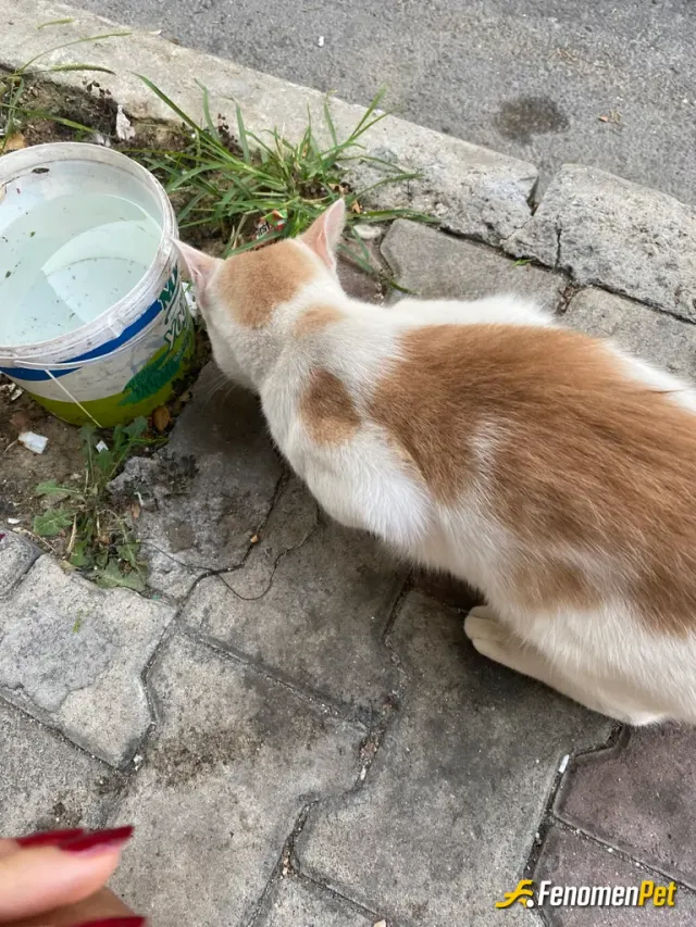 Cansu0744 sokak hayvanını besliyor