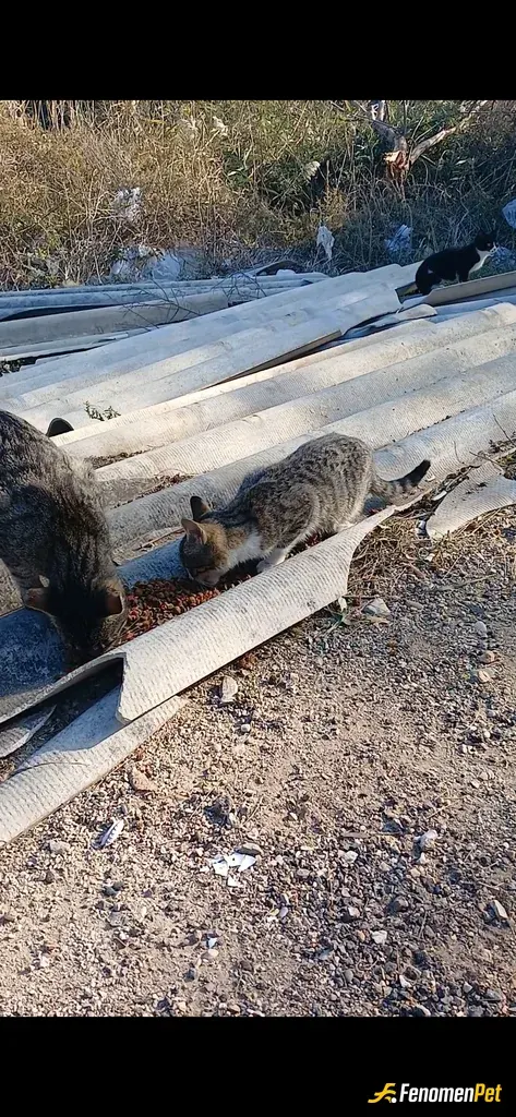Orhhsr70 sokak hayvanını besliyor
