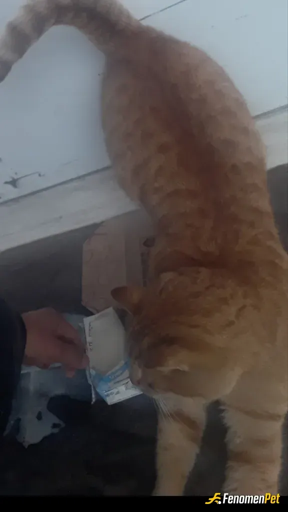 Sokak hayvanı besleme: Marketlerden günlük mama ve süt alarak beslerim