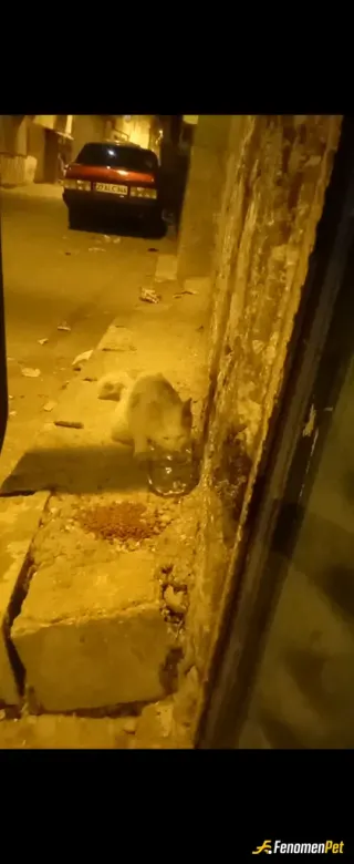 Sokak hayvanı besleme: Hergun sabah ve akşam olmak üzere günde iki defa biraz yemek ve su bırakıyorum  uygun olan bolgelere