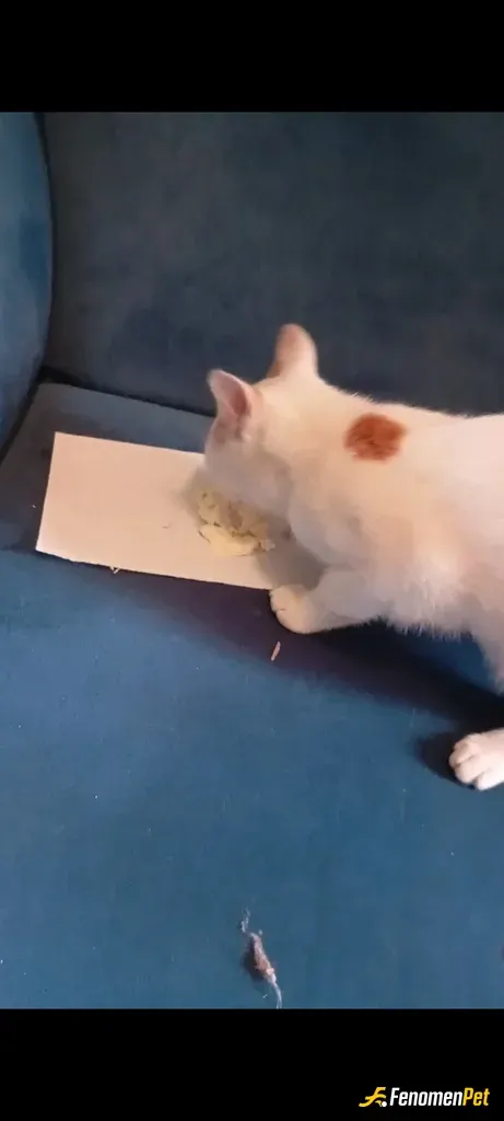Sokak hayvanı besleme: Kedi soğuktan binanın içine girmiş, depoda bulunan koltuğun üzerine yatmıştı. Aç olduğunu görünce evde bulunan
