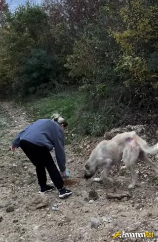 Nesee7 sokak hayvanını besliyor