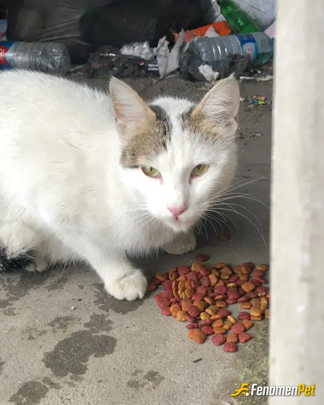 Sokak hayvanı besleme: #Fenomenpet
Patilerin dostu 🤍
Fenomenbette patiler de kazanır..
