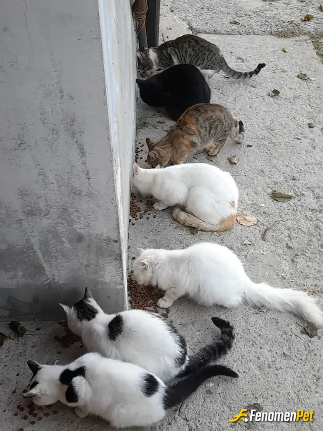 Sokak hayvanı besleme: Herzaman beslediğim canlarım bunlar herkes beslemeli elinden geldiğince