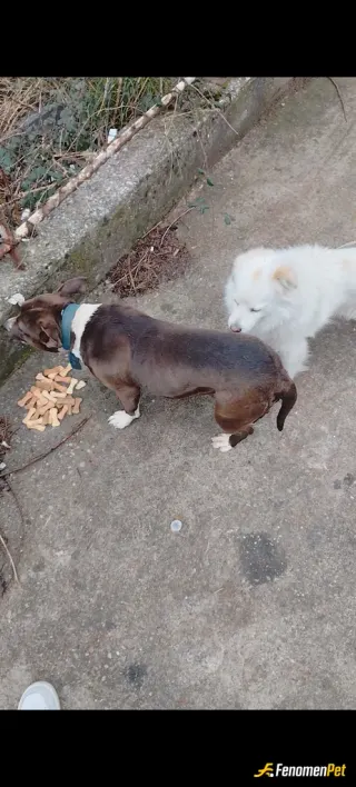 Sokak hayvanı besleme: Yaşadığım ülkede arabalı kuryelik yapıyorum ve arabamda sürekli kedi/köpek maması bulumdurmayı kendime zorunlu