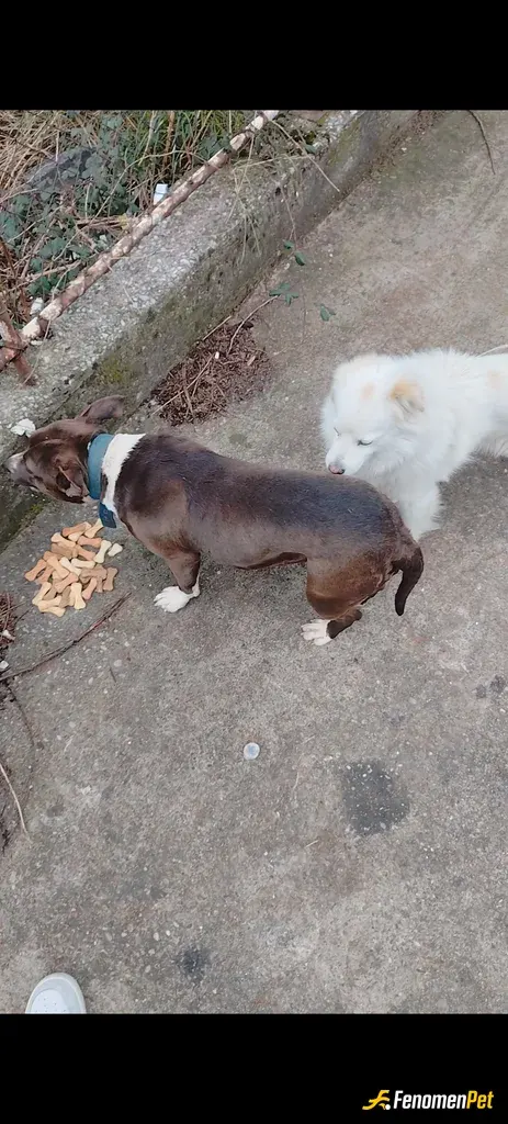 Sokak hayvanı besleme: Yaşadığım ülkede arabalı kuryelik yapıyorum ve arabamda sürekli kedi/köpek maması bulumdurmayı kendime zorunlu