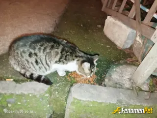 Sonnnbeyyy sokak hayvanını beslerken çektiği fotoğraf