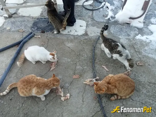 Sokak hayvanı besleme: Onlar dilsiz canlılar onları hep sevelim bakalım