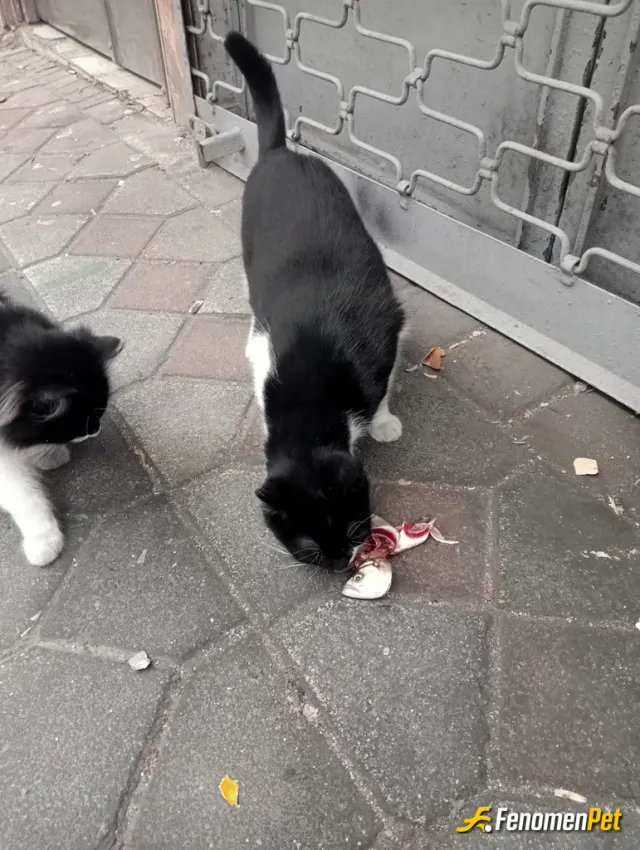 Varyemez21 sokak hayvanını besliyor