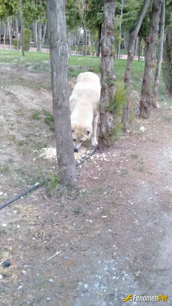 Sokak hayvanı besleme: Canlar