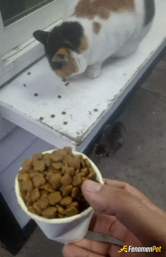 Sokak hayvanı besleme: #Fenomenpet patili dostlarımızı besleyelim ve onlara sevgi gösterelim..