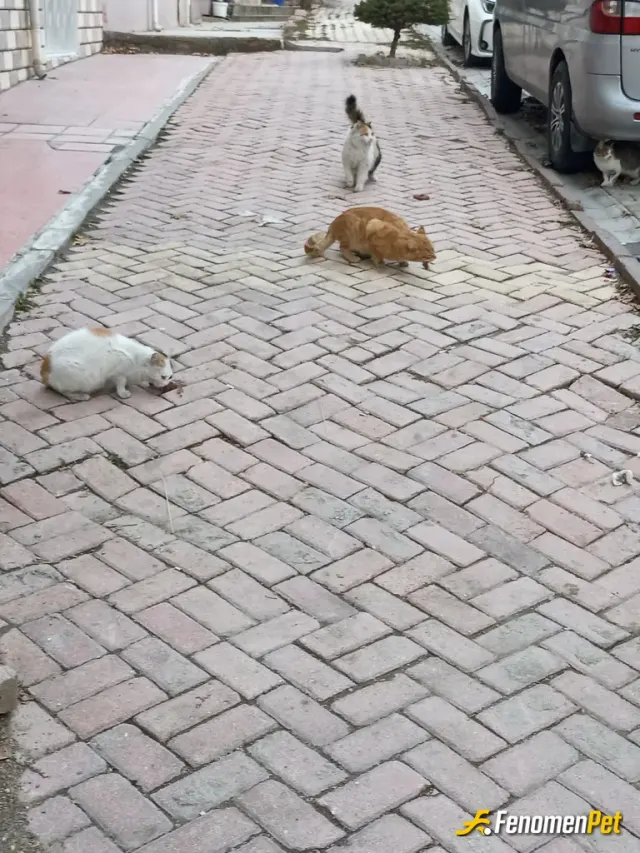 Sokak hayvanı besleme: Fenomenpet tşkler