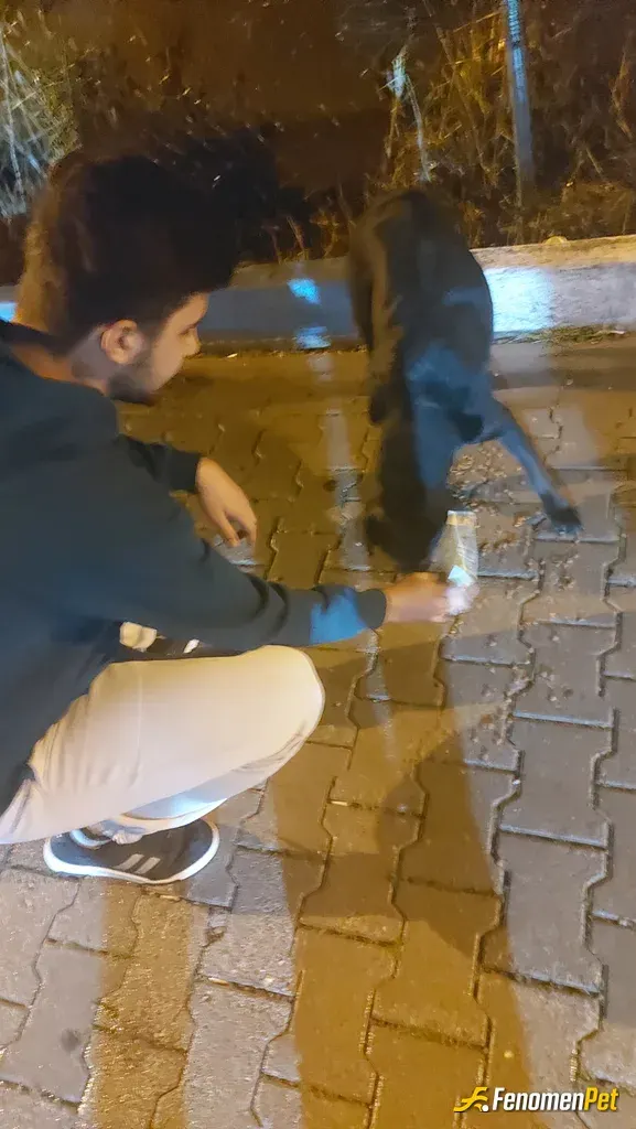 ismail311 sokak hayvanını besliyor