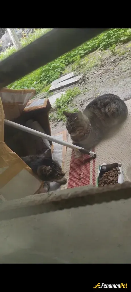 Sokak hayvanı besleme: Selamlar 😻 Öncelikle şunu söylemeliyim ki insanın içini ısıtan, mutlu edici bu güzel farkındalık hareketi içi