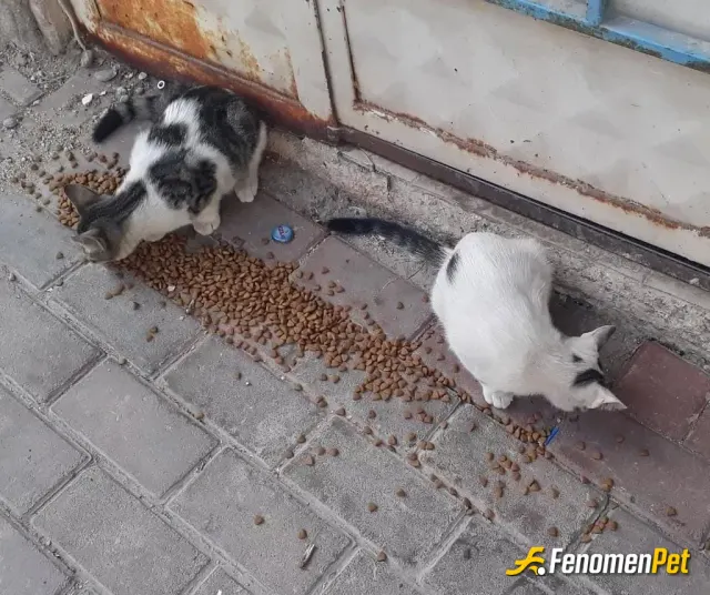 Sokak hayvanı besleme: hafta sonu mesaisinde pazar kahvaltısı