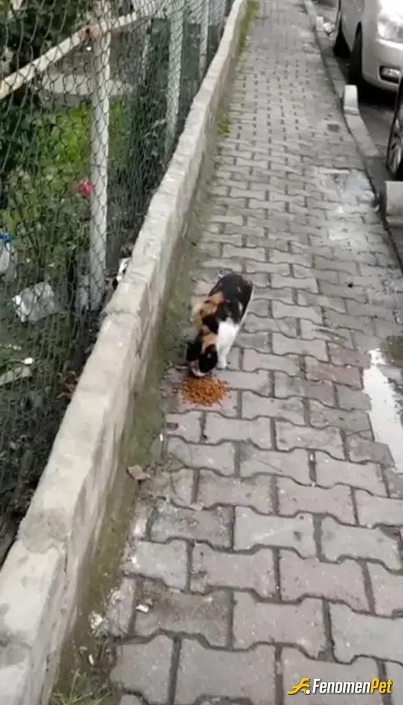 Sokak hayvanı besleme: Çok ürkekler ama yinede yılmak yok yaşatmaya devam ????????