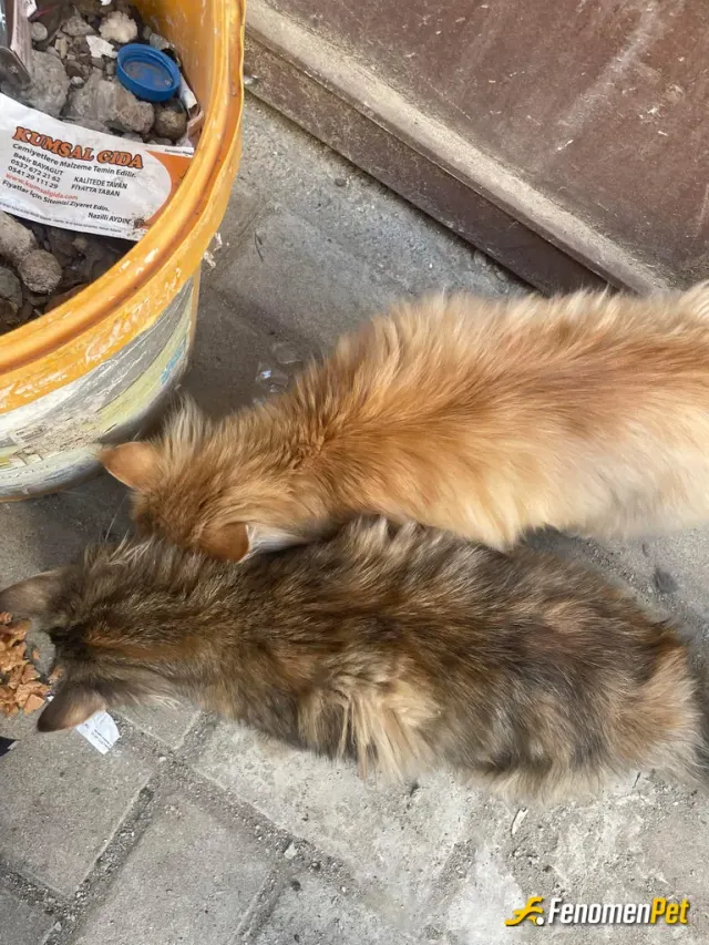 lordedecan sokak hayvanını besliyor
