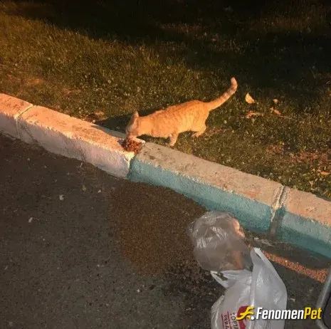 Sokak hayvanı besleme: onların sesi olalım unutmayalım dostlarımızı 
#Fenomenpet