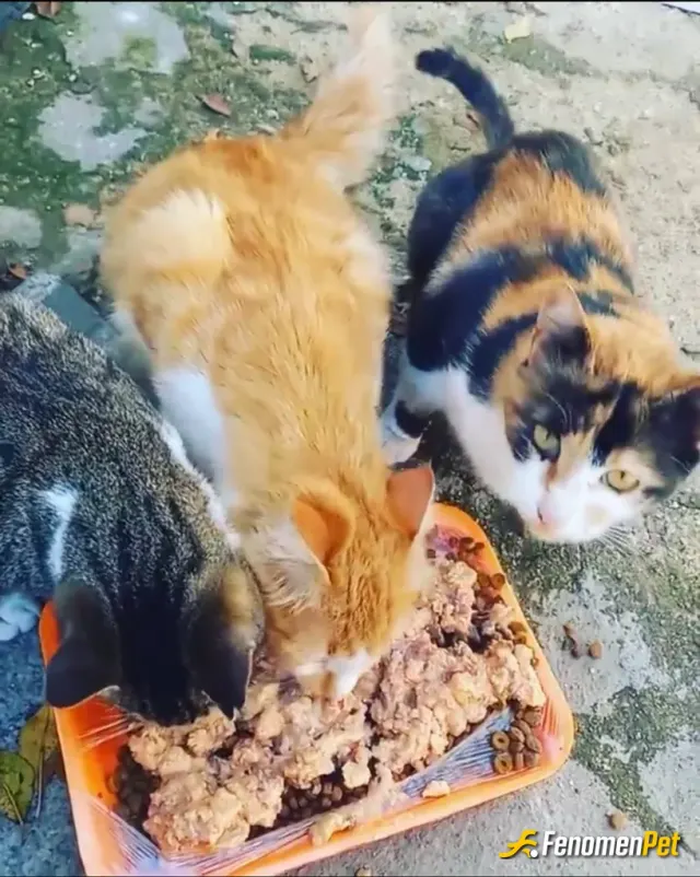 Enqin32 sokak hayvanını besliyor