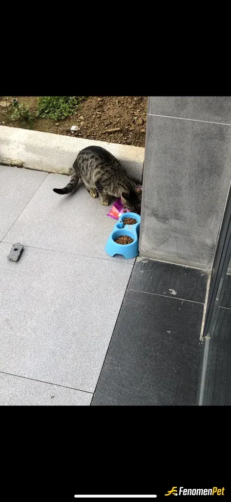 Sokak hayvanı besleme: Harika bir kampanya olmuş ,onların sesini ne kadar duyurabilirsek okadar hayat kurtarılır.