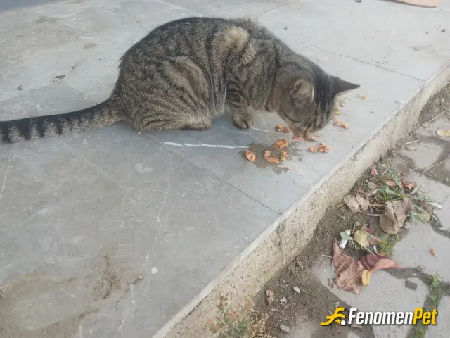 Sokak hayvanı besleme: Lattiskom benim biriciğimdir. Mamadan mı bilmem ama beni çok sever fklddjdl afiyet koçuma. #teşekkürlerfenomen